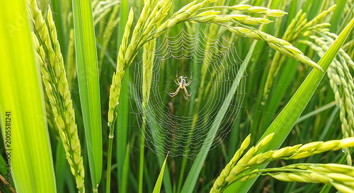 Spider sitting in a green grassy web surrounded by tall plants
