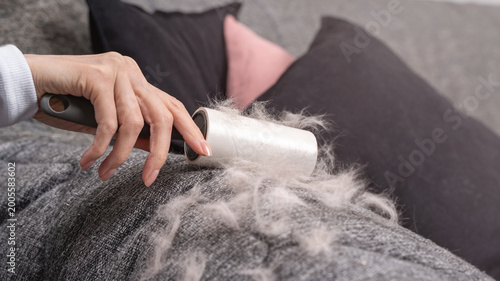 Canvas-taulu Close up of woman hand using adhesive lint roller to lift heavy pet fur from gray sofa upholstery