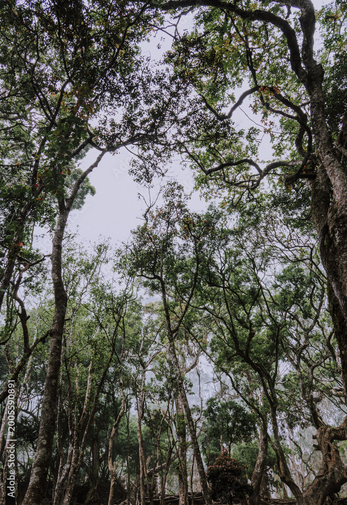 Fototapeta premium Lush and dense forest canopy looking up with gnarled tree trunks