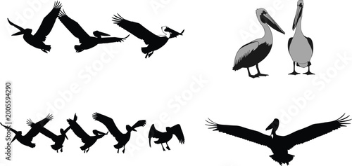 Photography Large collection of brown pelican silhouettes and illustrations featuring birds