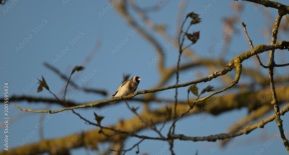 Obraz premium Szczygieł (Carduelis carduelis) siedzący na gałęzi drzewa wiosną, na tle błękitnego nieba