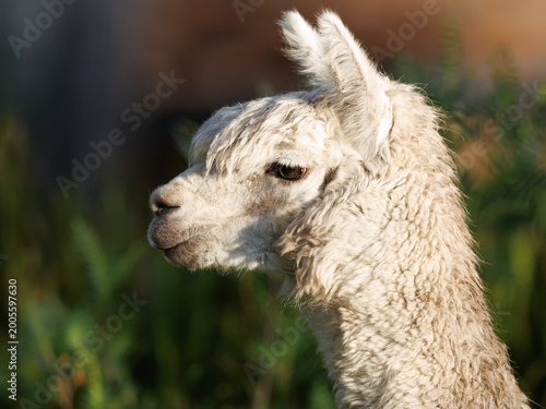 Εκτύπωση καμβά White alpaca (Vicugna pacos) close-up profile portrait in warm light with green bokeh background, Ecuador