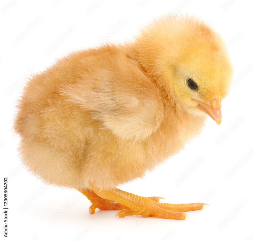 Obraz premium Small Yellow Chicken Isolated on White Background