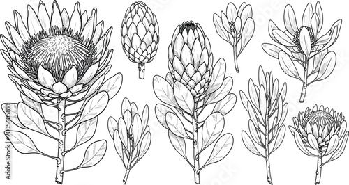 Photos Hand-Drawn Protea Flower Vector Illustration Set with Detailed Black and White B