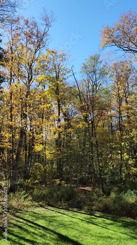 Windy day, treetops and sky, mp4 video. 