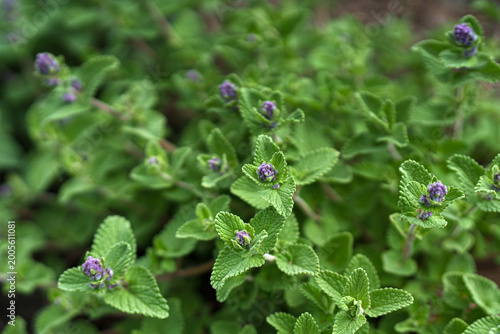 Photos Nepeta Racemosa Toria flower of grape catnip natural portrait of the plant