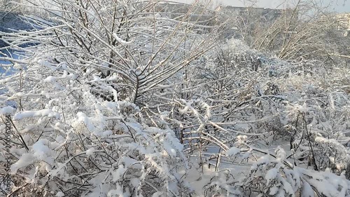 Icing and snow on branches. Branch of dry grass covered with ice and snow on sunny winter day. Branches covered with snow after snowfall. Frozen branches. Nature backdrop Natural background