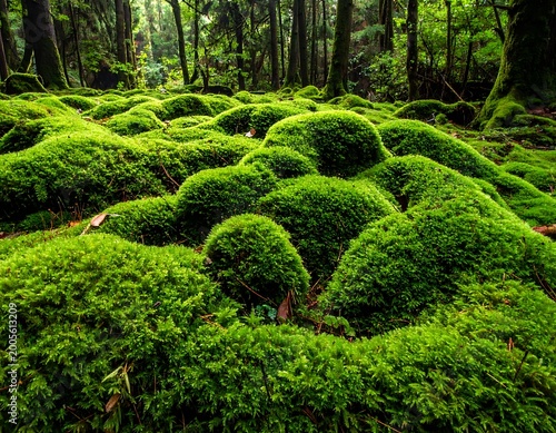 Lush green moss covers the forest floor in a serene natural setting