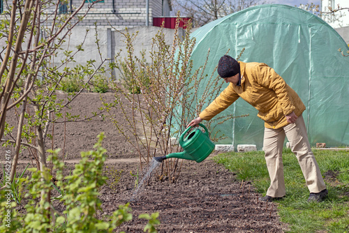Spring gardening concept. Active senior female gardener taking care of her backyard, watering the earth using a plastic watering can.