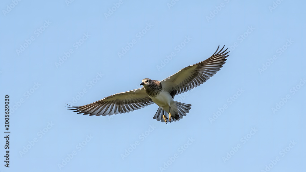 Fototapeta premium Flying Eagle in Blue Sky for Freedom and Business Growth Concept