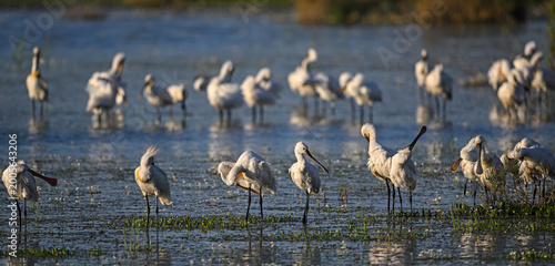 Fotografi Two neat rows of spoonbills feeding in calm wetland water