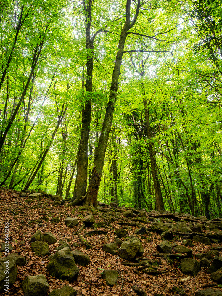 Obraz premium Lush green beech forest landscape with mossy rocks, natural woodland in spring