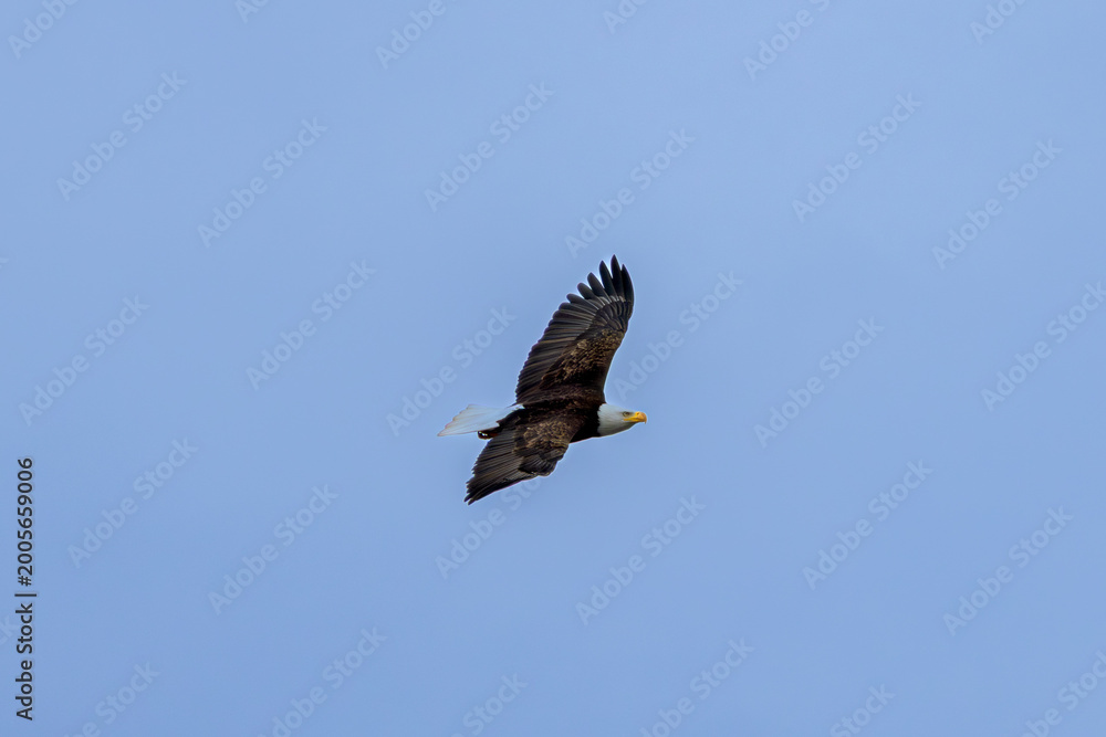 Fototapeta premium Bald eagle soaring through a clear blue sky at Minnekhada Regional Park Coquitlam Canada