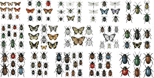 Tableau sur toile Insect collection with butterflies beetles flies dragonflies and bugs isolated v
