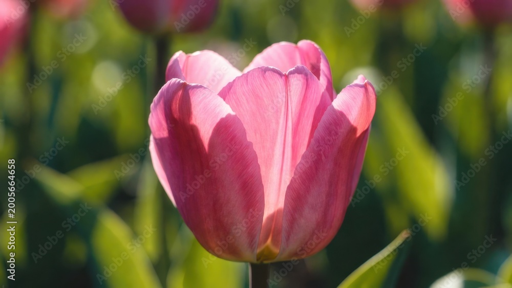 Obraz premium Pink tulip illuminated by sunlight in field of tulips