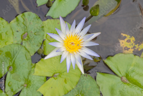 Water Lily Flower on Green Leaves in Cartagena, Colombia