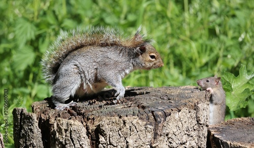 Schilderij op canvas Rodent standoff
