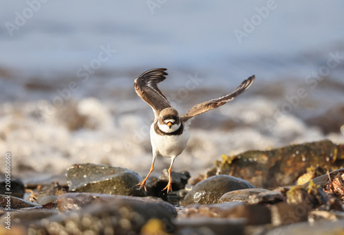 Semipalmated Plover Landing on Rocky Shore Beach with Ocean Waves Background.