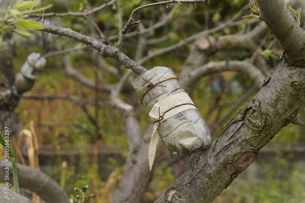 Fototapeta premium Rooting tree branches and preparing for air layering. Air layering a fruit tree branch using a plastic bottle to stimulate root growth during propagation or future grafting.