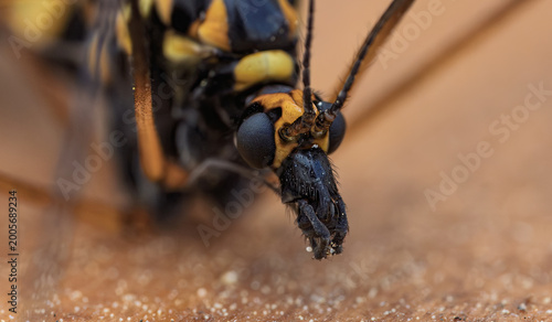Photos Wasp face detailed