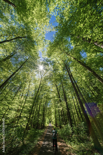 Alone walker explores shaded woodland path experiencing tranquility and nature