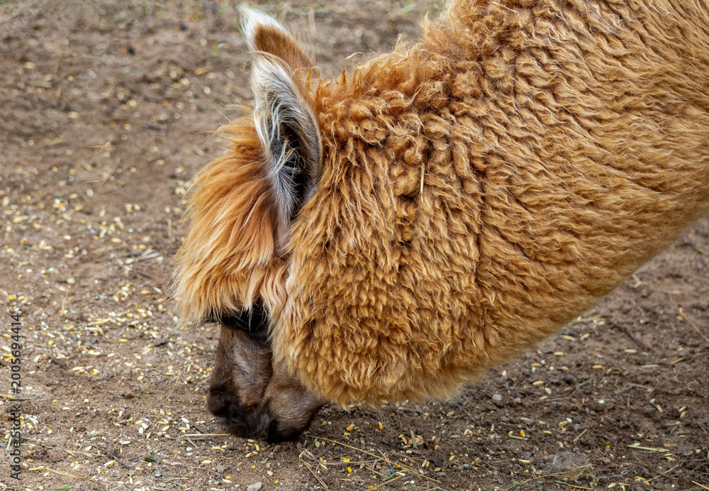Obraz premium close up of a brown alpaca
