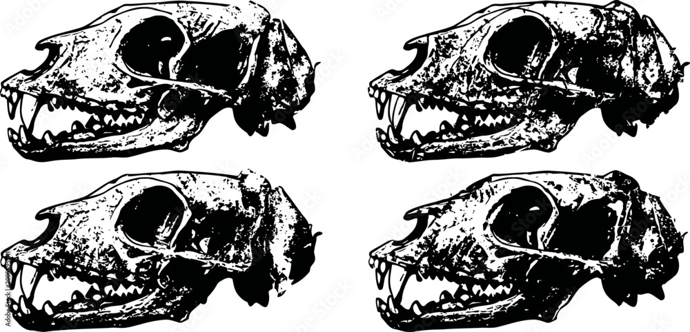 Obraz premium Four animal skulls arranged in grid, detailed black and white scientific illustration, vintage anatomy drawing