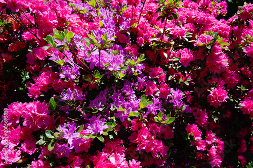 Azaleen im Garten zum Frühling die volle Blütenpracht.