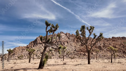 A travel to joshua tree national park at 
california state of usa. Beautiful 
tourist photo with nature landscape from america. 
Thorns conifers plants at mojave desert.