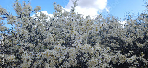 Blooming blackthorn bush (Prunus spinosa) with white flowers in spring
