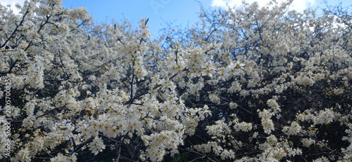 Blooming blackthorn bush (Prunus spinosa) with white flowers in spring
