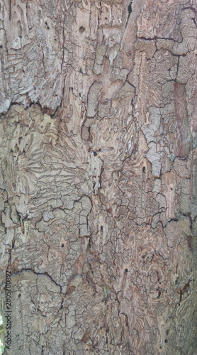 Bark beetle galleries on old tree trunk texture