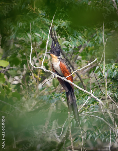 chestnut-winged cuckoo or red-winged crested cuckoo is a cuckoo found in Southeast Asia and parts of South Asia.