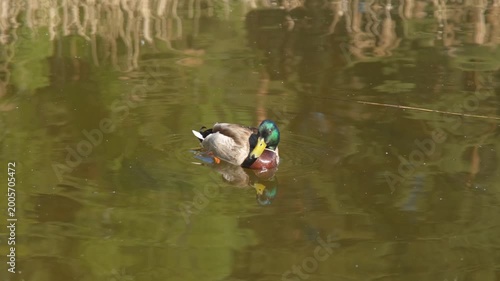 Male mallard duck swimming in calm pond on a sunny day, horizontal 4K