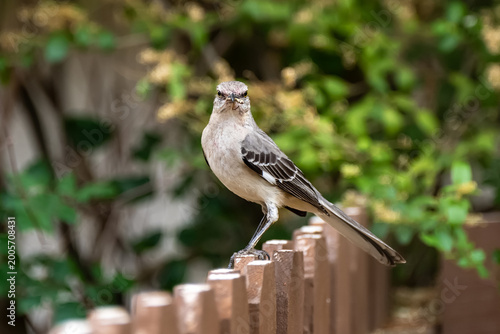 bird on a fence