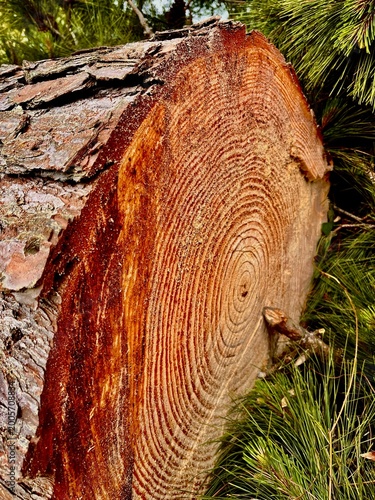 old tree trunk