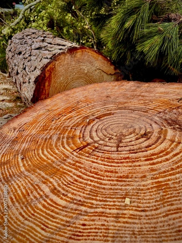 tree stump texture