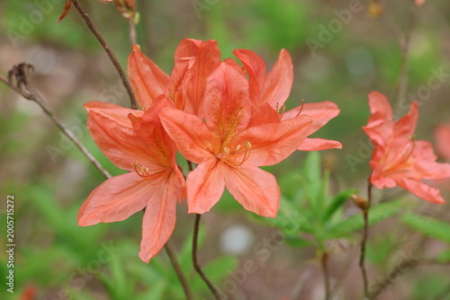 Vászonkép Rhododendron molle subsp