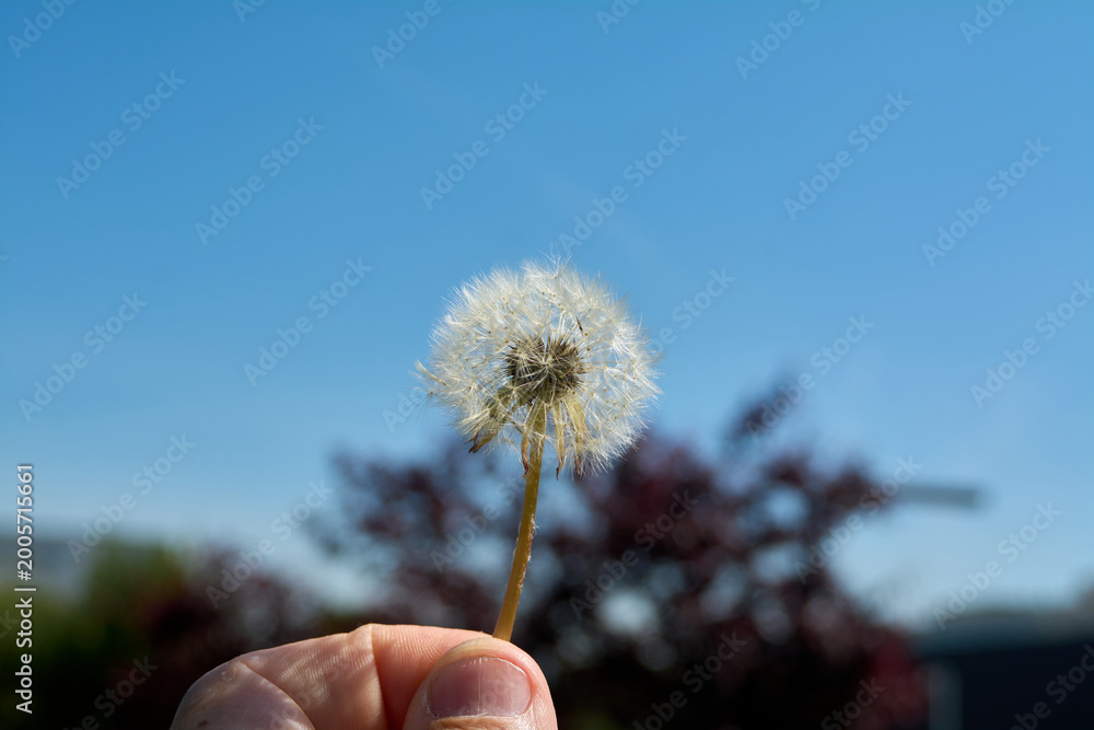 Fototapeta premium A close up of a blowball dandelion held by a hand in the bright sunlight of Viladecans showing the intricate details of the pappus against a soft bokeh background of garden trees