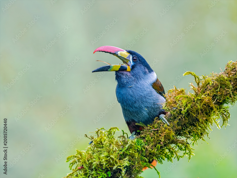 Fototapeta premium Gray-breasted Mountain-Toucan perched on mossy branch in Colombia forest