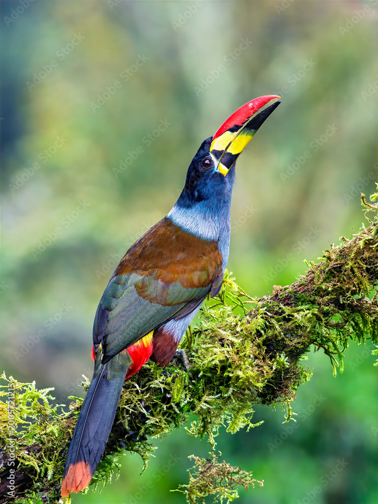 Fototapeta premium Gray-breasted Mountain-Toucan Perched on Mossy Branch in Colombian Cloud Forest