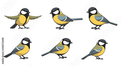 Set of Great Tits Birds in Different Poses, Vector Illustration, Isolated on White Background, Graphic Resources