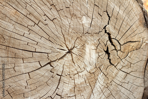 Tree stump showing detailed wood grain and growth rings