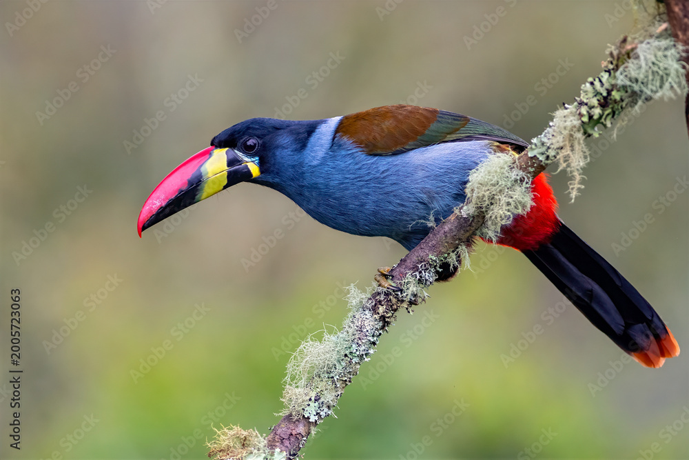Fototapeta premium Gray-breasted Mountain-Toucan Perched on Mossy Branch in Colombian Highlands