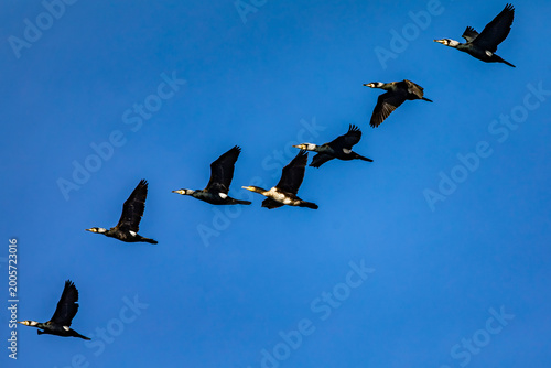 Foto A flock of large cormorants flying against a clear blue sky