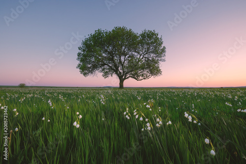 Bild auf Leinwand Summer Snowflake Flowers in a Green Meadow with a Lone Tree at Sunset