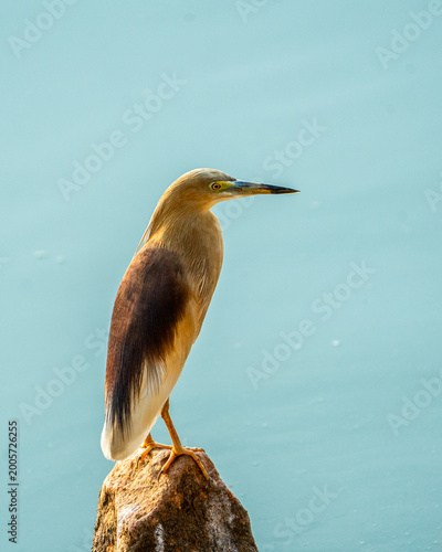 great blue heron