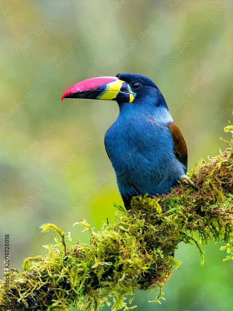 Fototapeta premium Gray-breasted Mountain-Toucan Perched on Mossy Branch