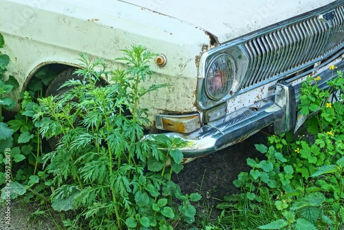 фотографія The front part of an old white car with a chrome radiator grill and rust marks is partially hidden by tall grass and weeds