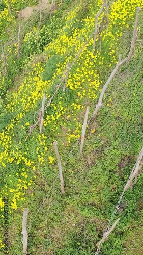 Yellow wildflowers blooming in rural countryside landscape flying over